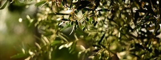 2019 Olio Nuovo has arrived