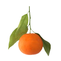 The Olive Groove:Satsuma Mandarin  Balsamic Vinegar