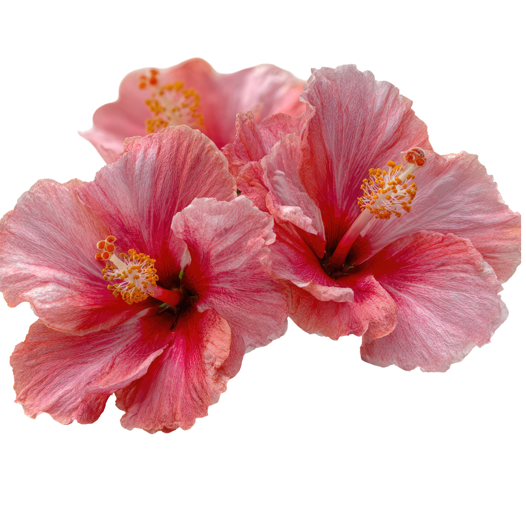 Hibiscus Balsamic Vinegar