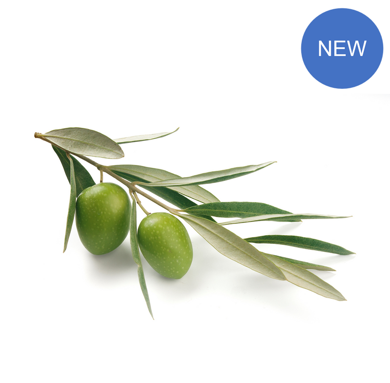 Ascolano 100% Extra Virgin Olive Oil - Medium Intensity