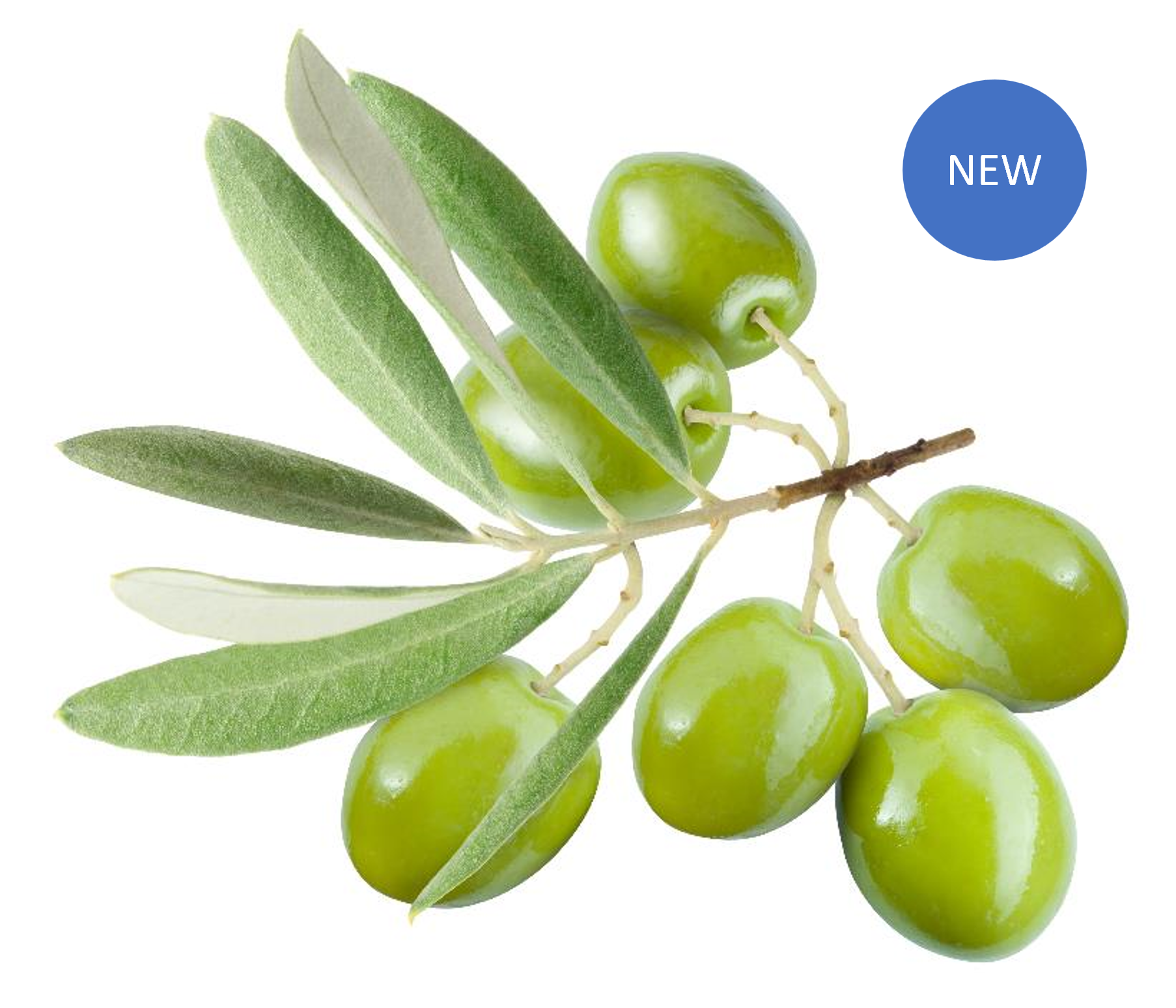 Organic Kalinjot 100% Extra Virgin Olive Oil HIGH PHENOL for Medicinal Use