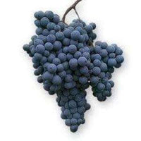 The Olive Groove:Aged Red Wine Vinegar