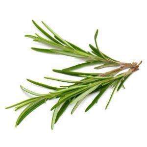 The Olive Groove:Rosemary Infused Olive Oil